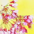 Cherry Blossoms (matted print 8X12) JAH-14-145<br />